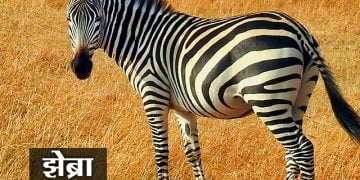 Zebra Information in Marathi