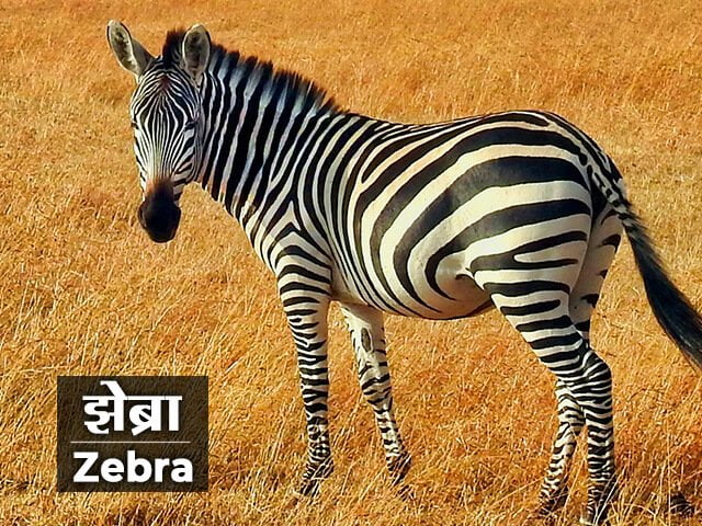 zebra essay in marathi