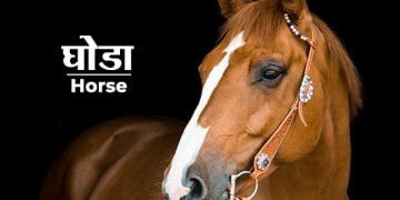Horse Information in Marathi