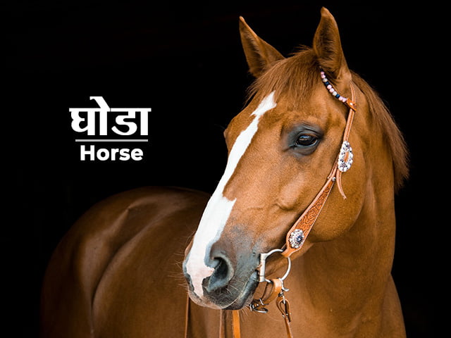Horse Information in Marathi