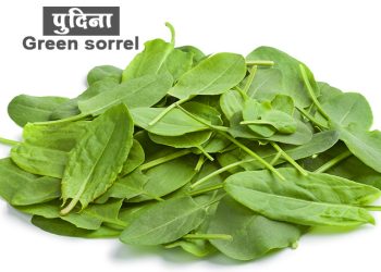 आंबट चुक्याची माहिती