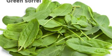 आंबट चुक्याची माहिती