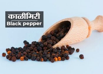 Black Pepper in Marathi