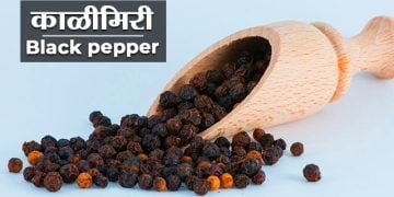 Black Pepper in Marathi