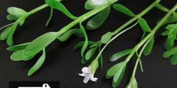 Brahmi Information in Marathi