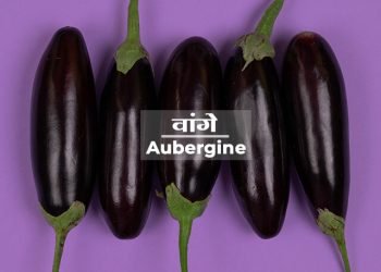 Brinjal Information in Marathi