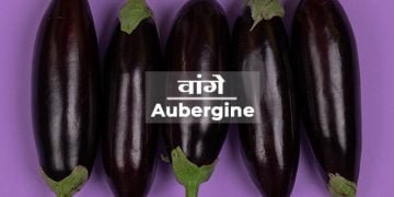 Brinjal Information in Marathi