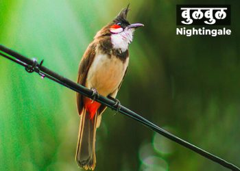 बुलबुल पक्ष्याची माहिती मराठी