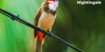 बुलबुल पक्ष्याची माहिती मराठी