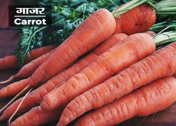 Carrot Information in Marathi