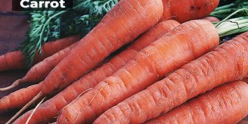 Carrot Information in Marathi