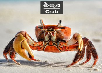 Crab Information in Marathi