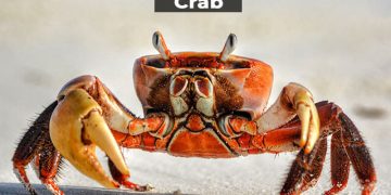 Crab Information in Marathi