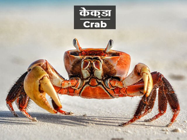 Crab Information in Marathi