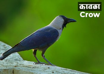 कावळा पक्ष्याबद्दल माहिती