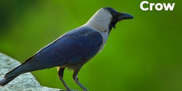 कावळा पक्ष्याबद्दल माहिती