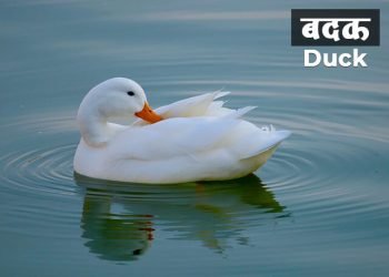 बदक पक्ष्याची माहिती मराठी