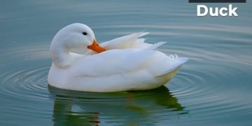 बदक पक्ष्याची माहिती मराठी