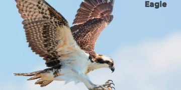 गरुड पक्ष्याची माहिती मराठी