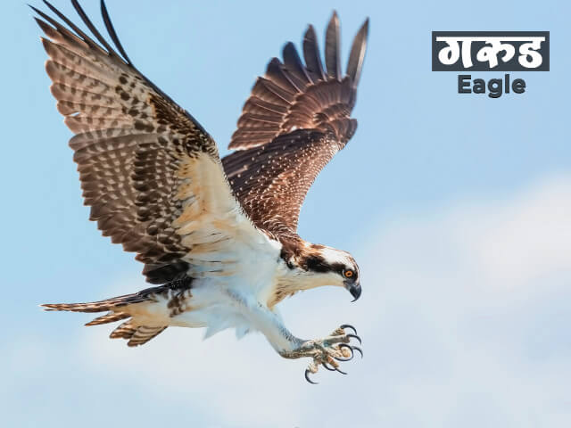 Eagle Information in Marathi