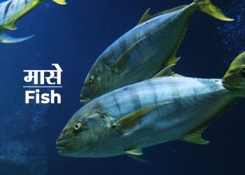 मासा बद्दल संपूर्ण माहिती