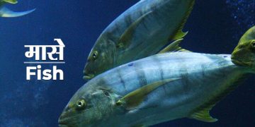 मासा बद्दल संपूर्ण माहिती