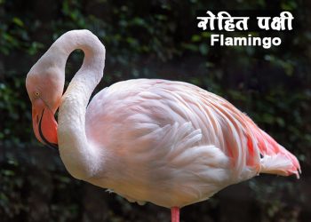 फ्लेमिंगो पक्ष्यांची माहिती मराठी