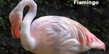 फ्लेमिंगो पक्ष्यांची माहिती मराठी