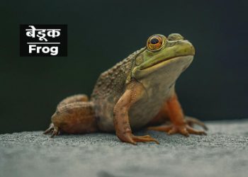 Frog Information in Marathi