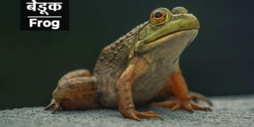 Frog Information in Marathi