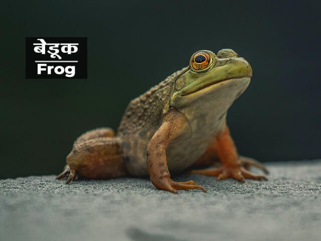 Frog Information in Marathi