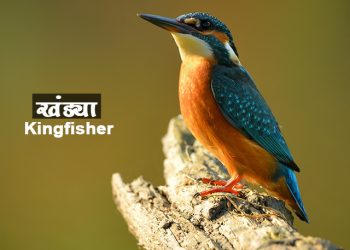 किंगफिशर पक्षी माहिती मराठी