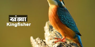 किंगफिशर पक्षी माहिती मराठी