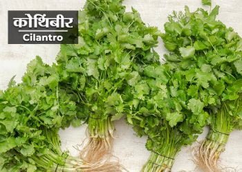 Kothimbir Information in Marathi