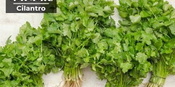 Kothimbir Information in Marathi