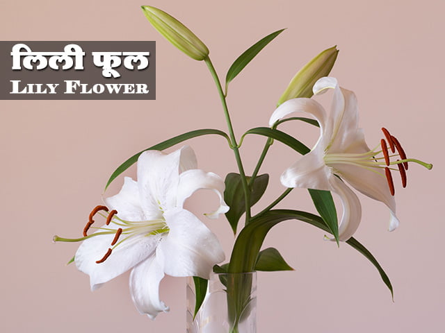 Lily Flower Marathi Mahiti