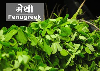 Methi Information in Marathi