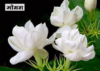मोगरा फुलाची संपूर्ण माहिती