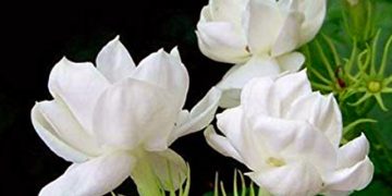 मोगरा फुलाची संपूर्ण माहिती