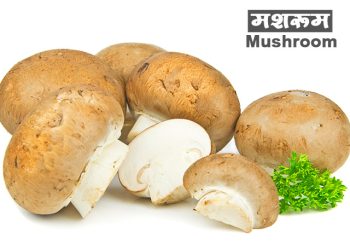 मशरूम संपूर्ण माहिती आणि फायदे