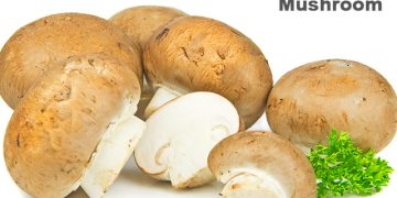 मशरूम संपूर्ण माहिती आणि फायदे