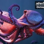 Octopus Information in Marathi
