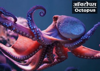 Octopus Information in Marathi