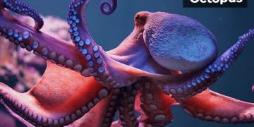 Octopus Information in Marathi