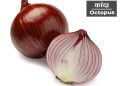 Onion Information in Marathi
