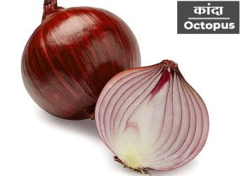 Onion Information in Marathi