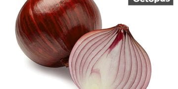 Onion Information in Marathi