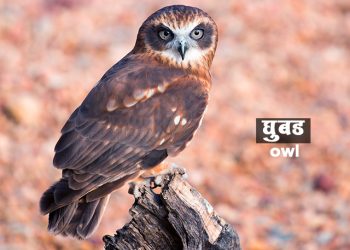 घुबड पक्ष्याची माहिती मराठी