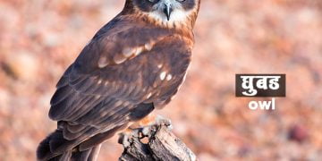 घुबड पक्ष्याची माहिती मराठी