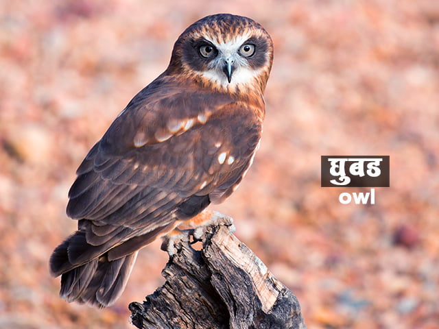 Owl Information in Marathi